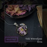 Image 4 of ☽ Viola Wittrockiana ☾