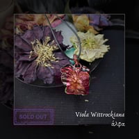 Image 1 of ☽ Viola Wittrockiana ☾