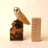 Image 3 of Barn owl