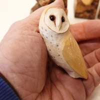 Image 5 of Barn owl