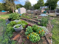 Image 1 of Workshop: Early Spring Edible Gardening