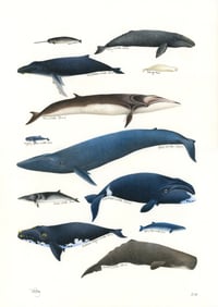 Image 1 of Whale Chart Poster Extra Heavyweight Recycled Matte A3 Fine Art Print