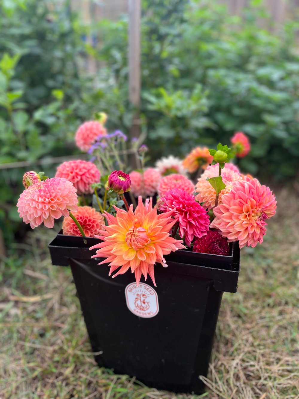 Image of Workshop: Growing Great Dahlias