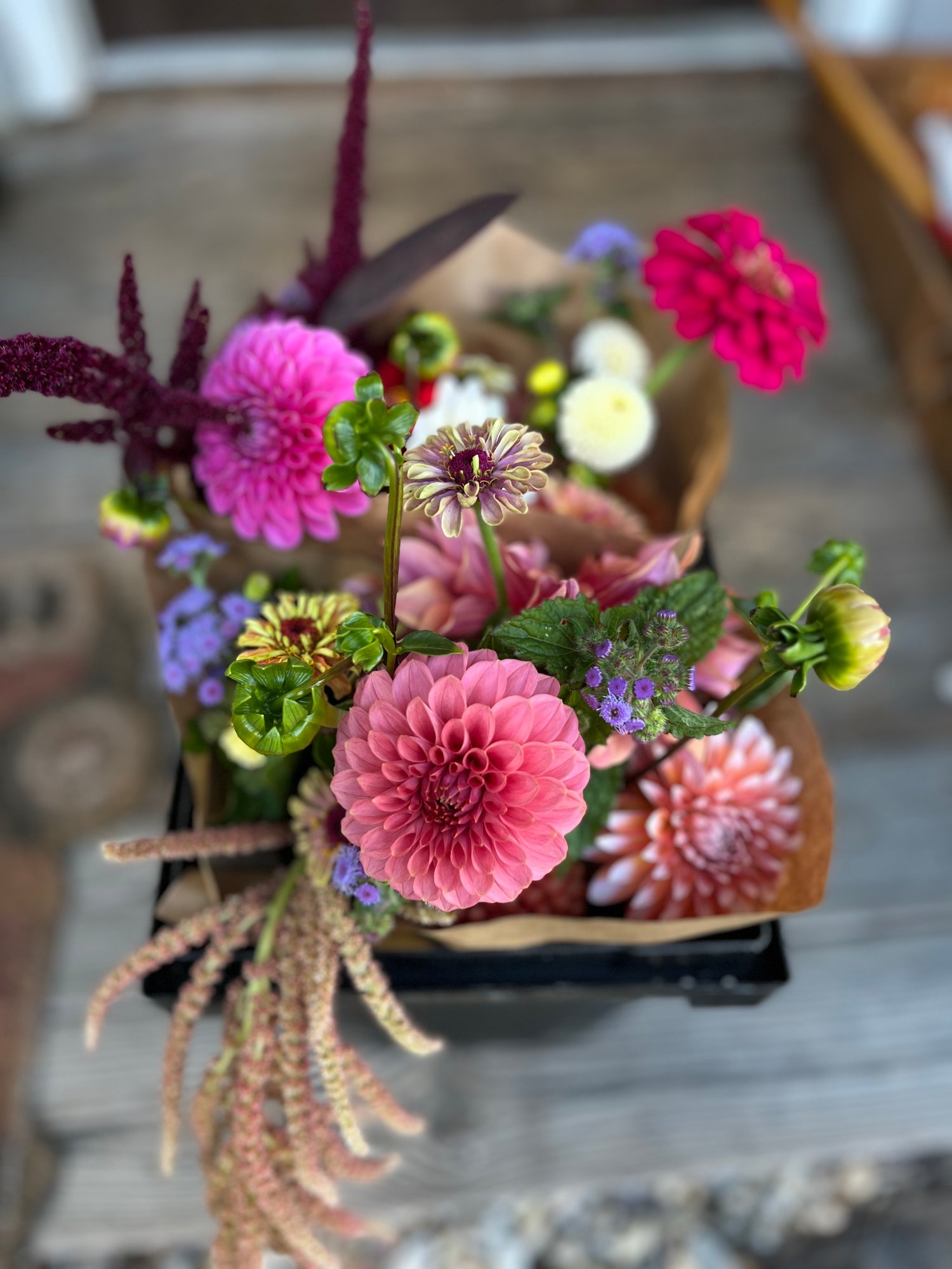 Image of Workshop: Growing Great Dahlias