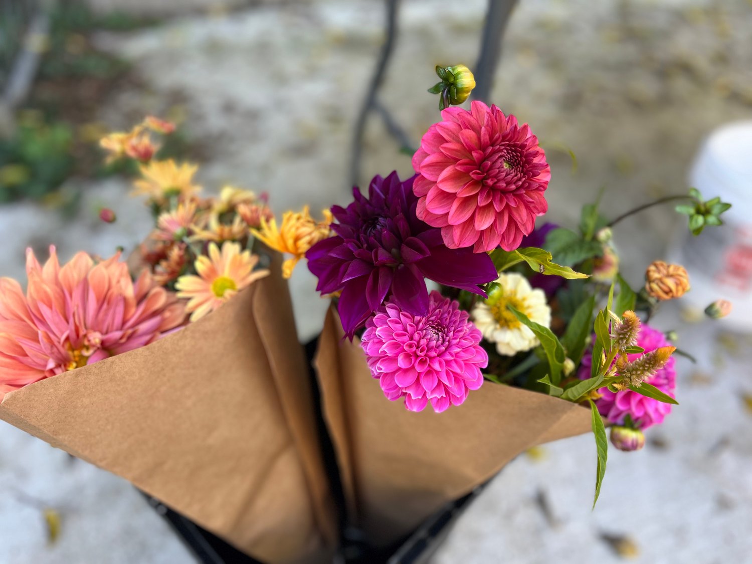 Image of Workshop: Growing Great Dahlias