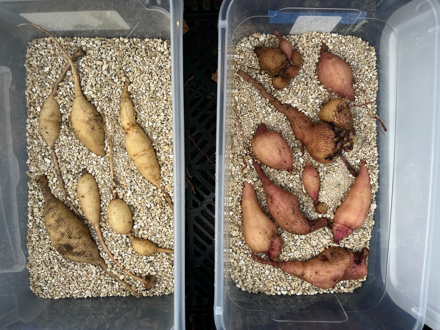 Image of Workshop: Growing Great Dahlias