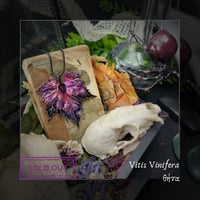 Image 8 of ☽ Vitis Vinifera ☾