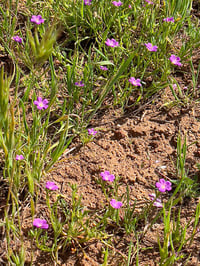 Image 2 of Red Maids : Calandrinia ciliata (menziesii)