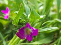 Image 3 of Red Maids : Calandrinia ciliata (menziesii)