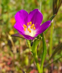 Image 1 of Red Maids : Calandrinia ciliata (menziesii)