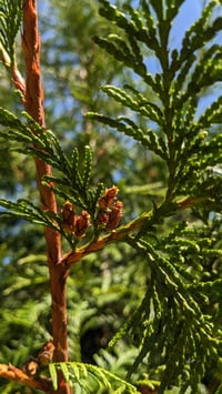 Image 3 of Western Red Cedar : Thuja plicata