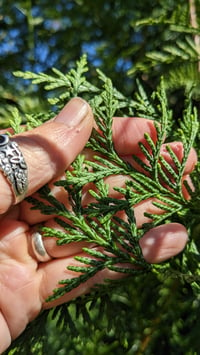 Image 2 of Western Red Cedar : Thuja plicata