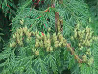 Image 1 of Western Red Cedar : Thuja plicata