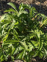 Image 2 of Slender Cinquefoil : Potentilla gracilis