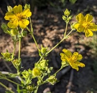 Image 1 of Slender Cinquefoil : Potentilla gracilis