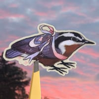 transgender nuthatch sticker