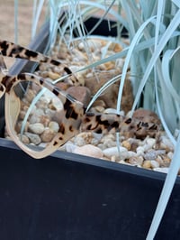 Image 2 of Tan Leopard Clear Frames