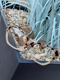 Image 1 of Tan Leopard Clear Frames