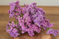 Image 1 of Dried Statice BUNCH - Purple