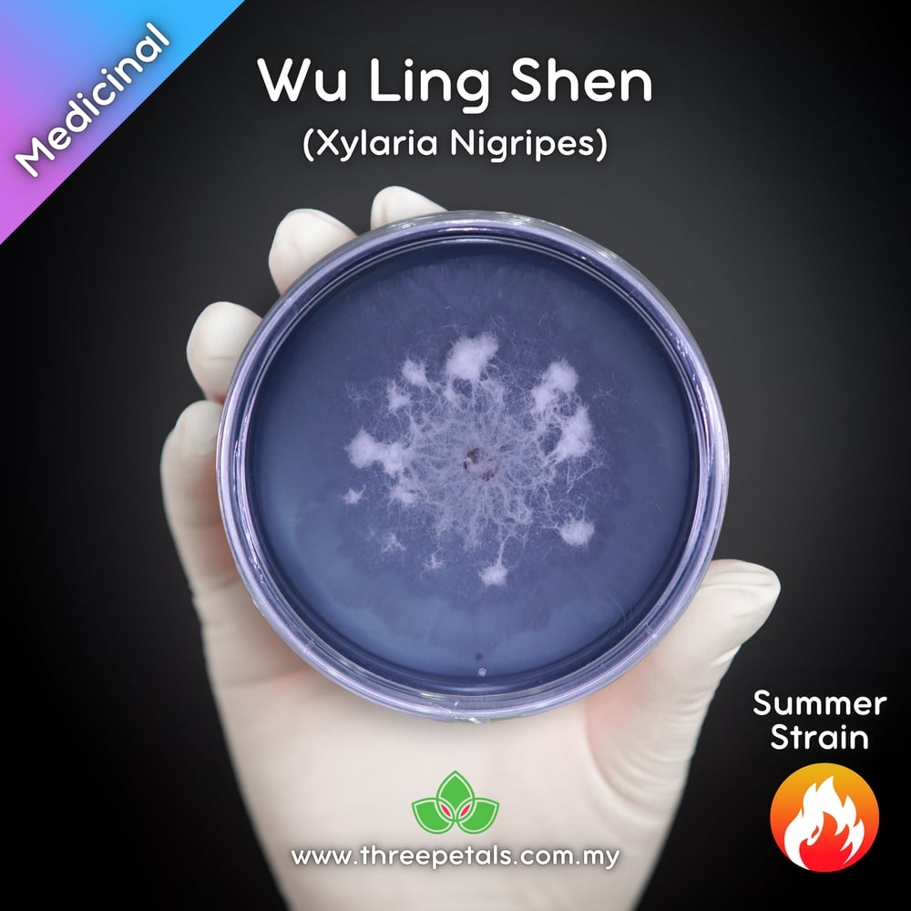 Wu Ling Shen (Xylaria Nigripes) Live Mycelium Mushroom Culture Spawn Seed