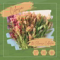 Image 1 of Celosia (Plumes) - 13 Shimmering Colors Coming Soon!