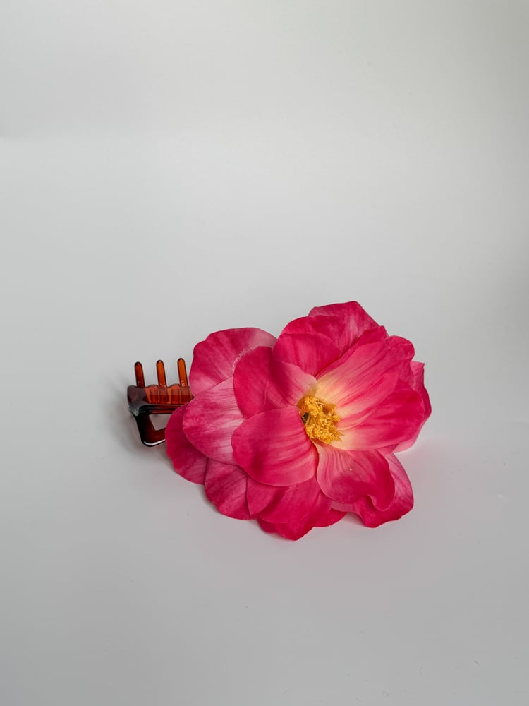 Image of large rhubarb peony claw 