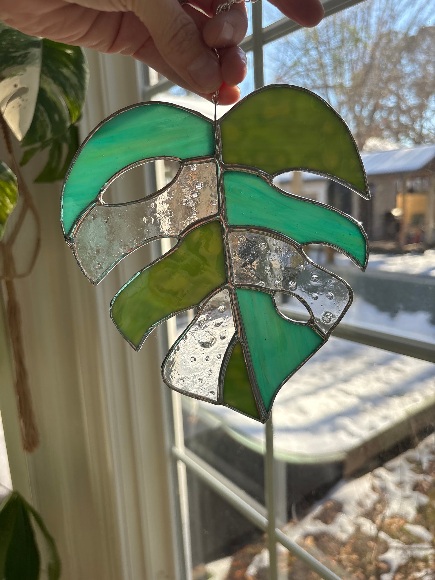 Image of Monstera Leaf