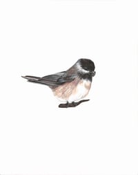 Black Capped Chickadee + Seed