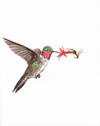 Broad-tailed Hummingbird + Scarlet Gilia