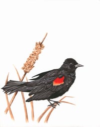 Redwing Blackbird + Cattail