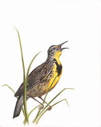 Western Meadowlark + Tall Grass