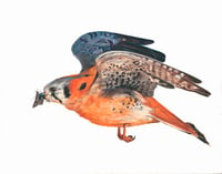 American Kestrel + Moth