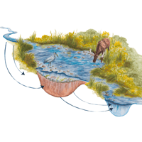 Wetland Diagram