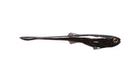 Image 1 of PINTAIL 80 (6pk)