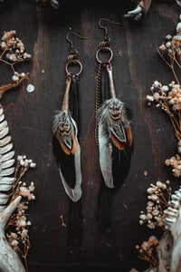 Image 7 of Feathers