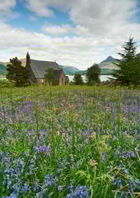 Ballachulish Church Bluebells portrait exclusive print