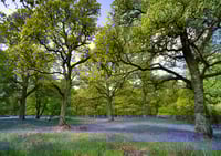 Kinclaven Bluebell Wood exclusive print