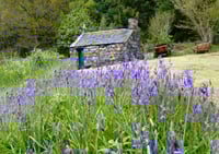 Bluebells of Ballachulish Little Chapel exclusive print