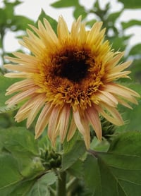 Image 3 of Graines de Tournesol (2 variétés) 