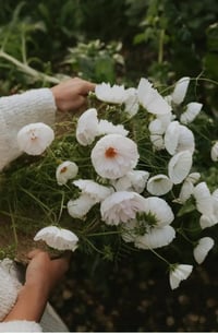 Image 2 of Graines de Cosmos (4 variétés) 