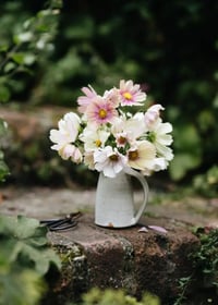 Image 3 of Graines de Cosmos (4 variétés) 
