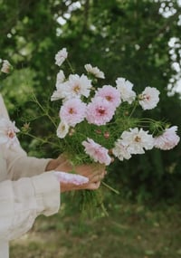 Image 4 of Graines de Cosmos (4 variétés) 