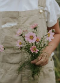 Image 5 of Graines de Cosmos (4 variétés) 