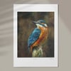 Kingfisher (Limited Edition)