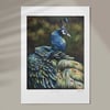 Peacock (Limited Edition)