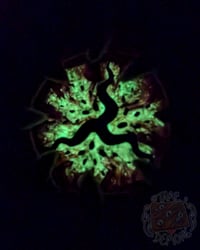 Image 4 of Tri Eye Orange Wyrm Bolo Tie