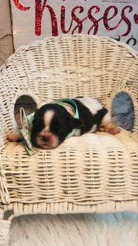 Image 2 of AKC Buffy’s boy Dexter