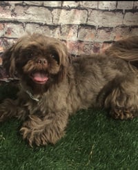 Image 3 of AKC Choc. White shihtzu boy Sadie’s Checkers 