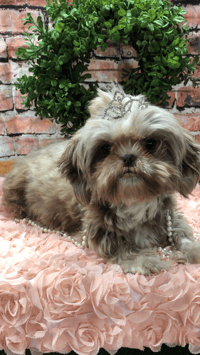 Image 4 of AKC Choc. White shihtzu boy Sadie’s Checkers 