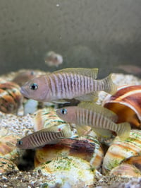 Neolamprologus Multifasciatus (Shellies / Multis)